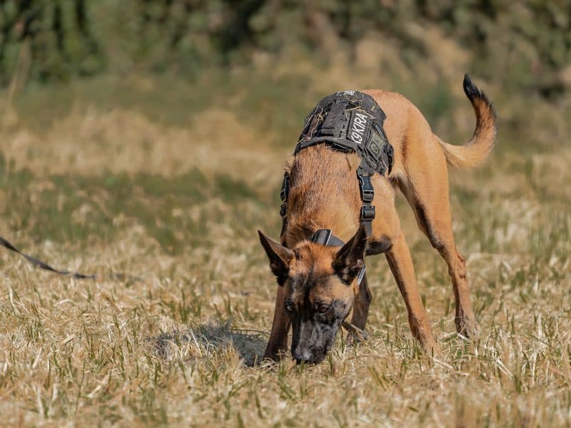 Owczarek belgijski malinois w szelkach roboczych z nosem przy ziemi